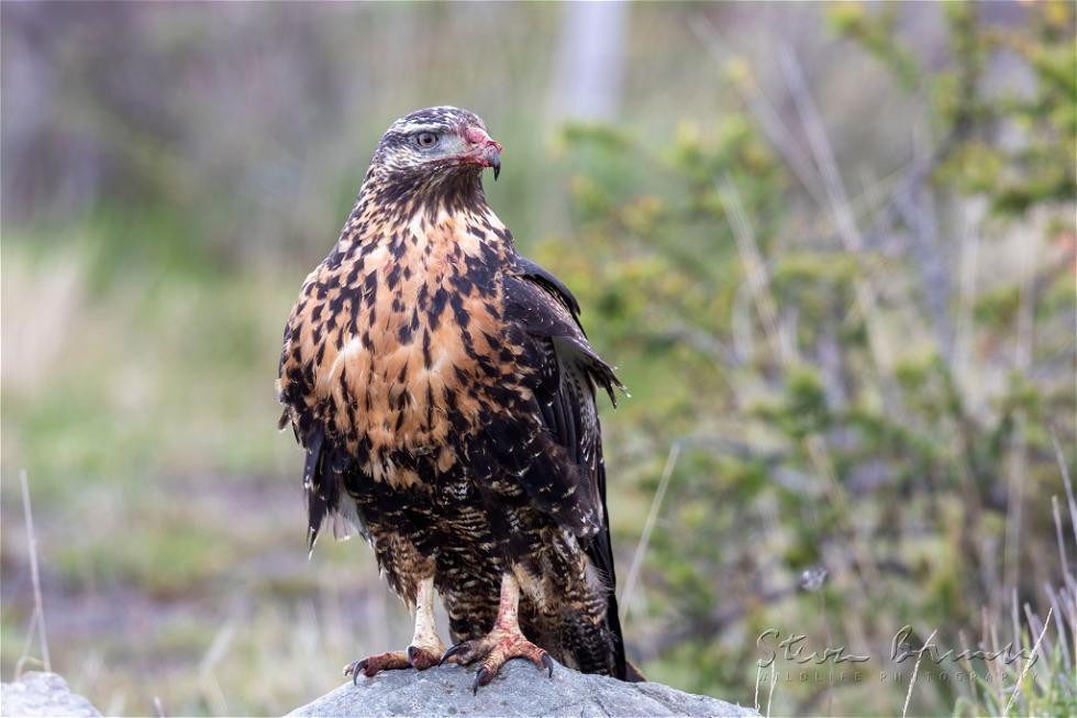 Black-chested Buzzard-Eagle (Geranoaetus melanoleucus)