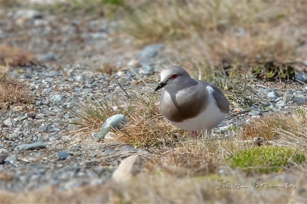 Magellanic Plover (Pluvianellus socialis)