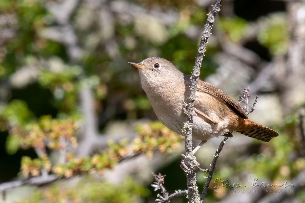 House Wren (Troglodytes aedon)