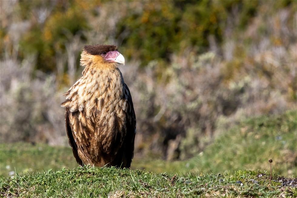 Southern Crested Caracara (Caracara plancus)