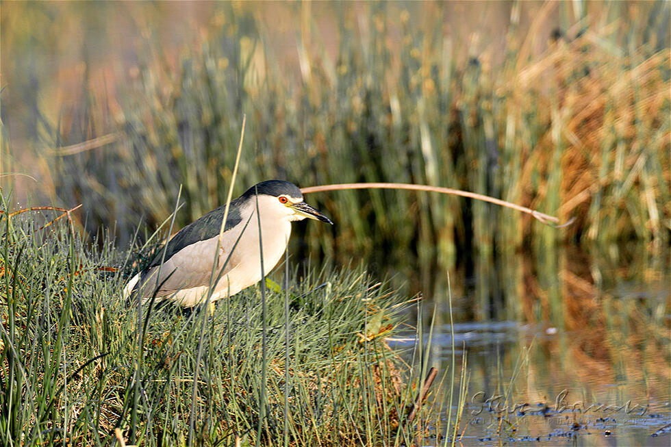 Black-crowned Night Heron (Nycticorax nycticorax)