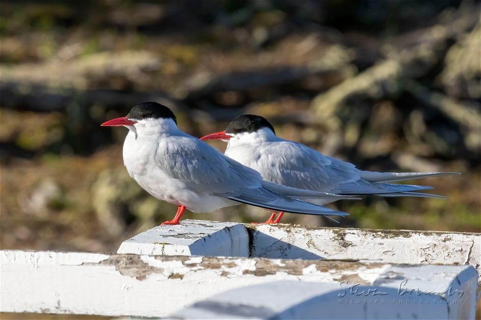 South American Tern (Sterna hirundinacea)