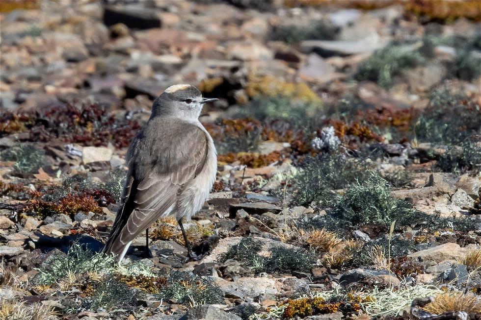 Ochre-naped Ground Tyrant (Muscisaxicola flavinucha)
