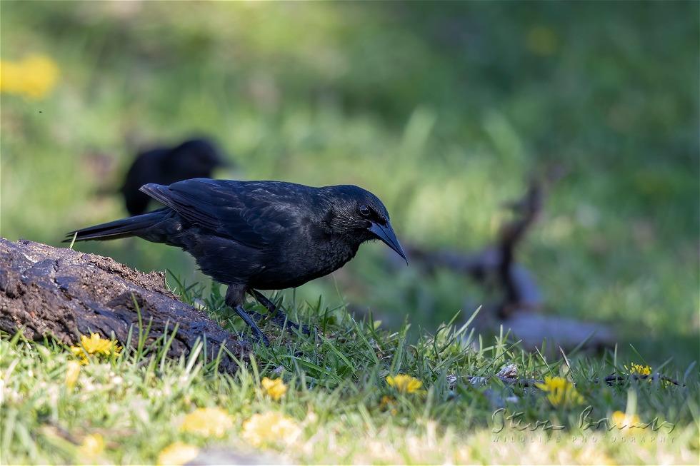Austral Blackbird (Curaeus curaeus)