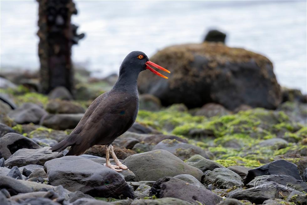 Blackish Oystercatcher (Haematopus ater)
