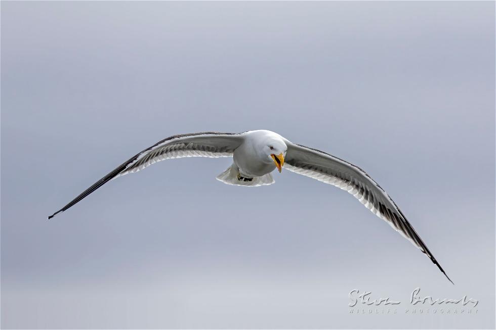 Kelp Gull (Larus dominicanus)