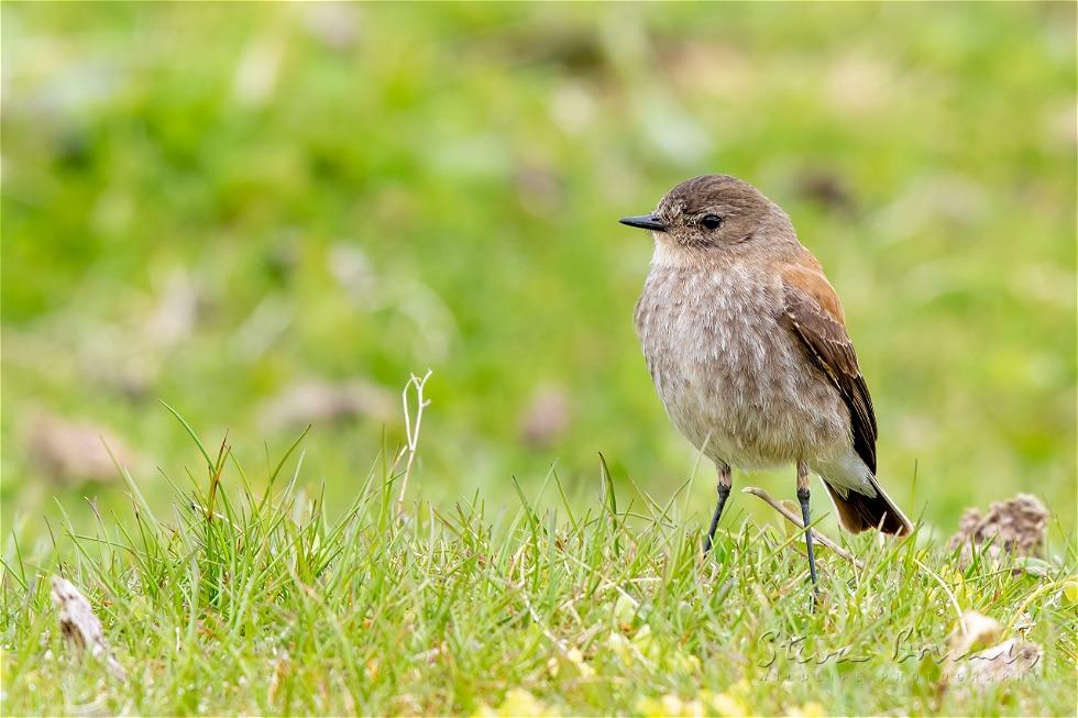 Austral Negrito (Lessonia rufa)