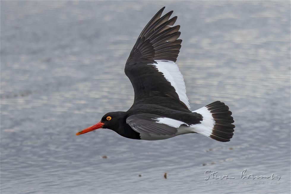 Magellanic Oystercatcher (Haematopus leucopodus)