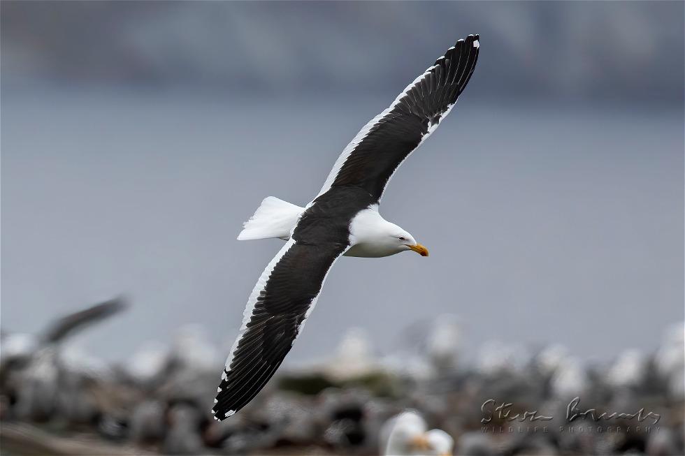 Kelp Gull (Larus dominicanus)