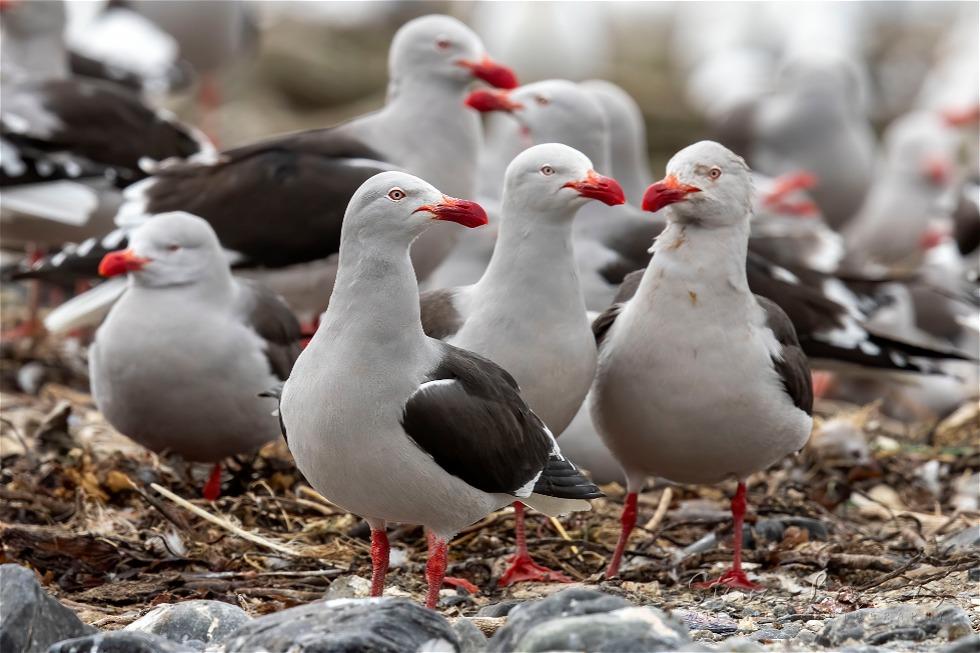 Dolphin Gull (Leucophaeus scoresbii)