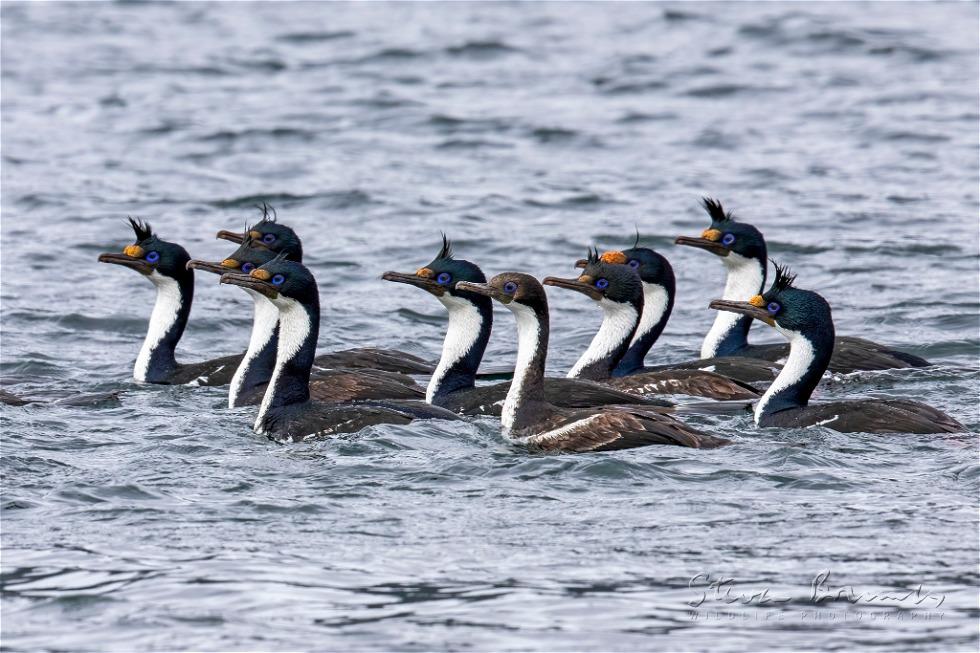 Imperial Shag (Leucocarbo atriceps)
