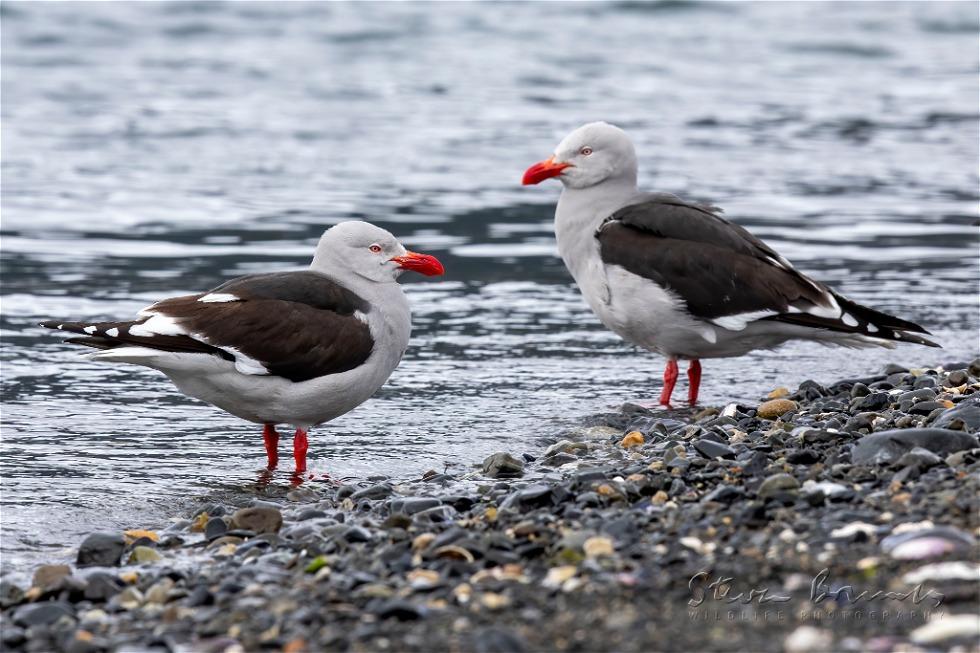 Dolphin Gull (Leucophaeus scoresbii)
