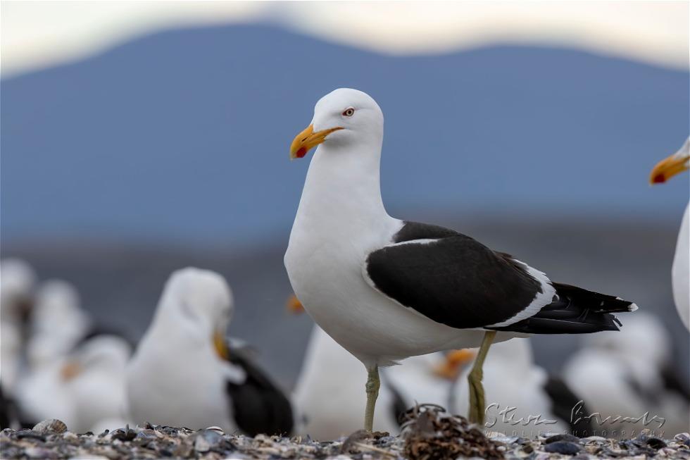 Kelp Gull (Larus dominicanus)