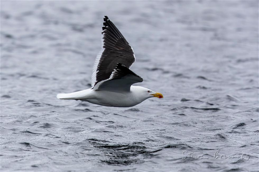 Kelp Gull (Larus dominicanus)
