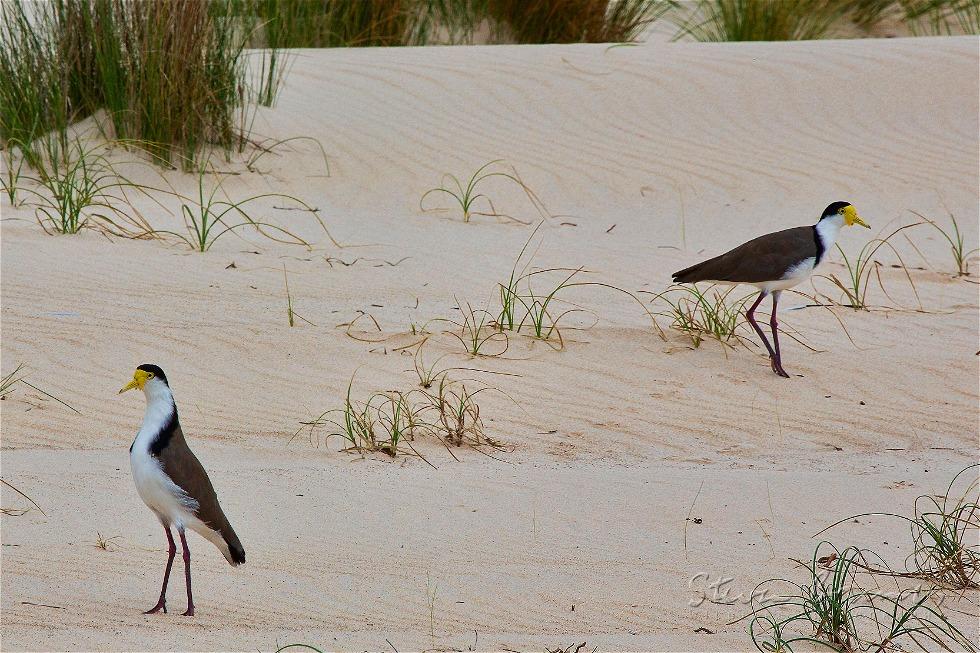 Masked Lapwing (Vanellus miles)