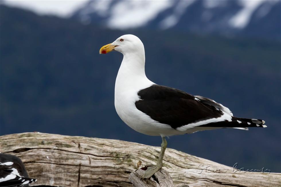 Kelp Gull (Larus dominicanus)
