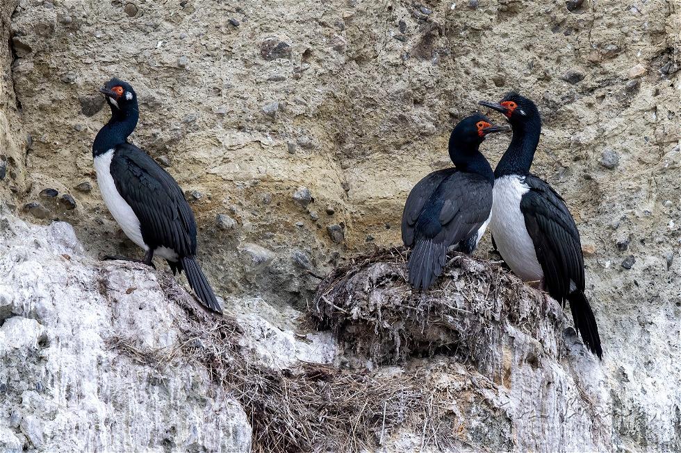 Rock Shag (Phalacrocorax magellanicus)
