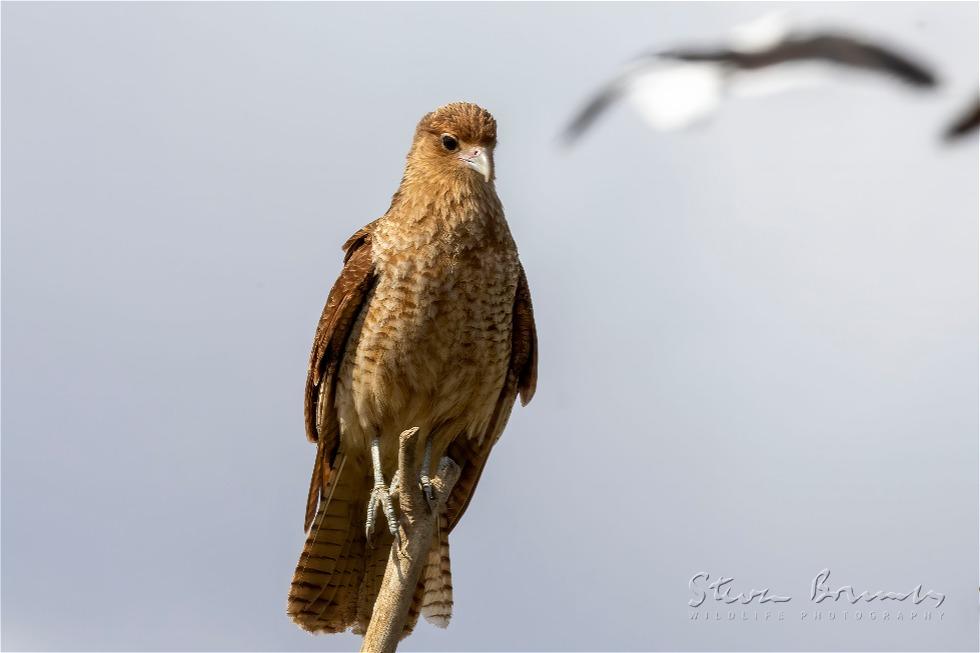 Chimango Caracara (Milvago chimango)