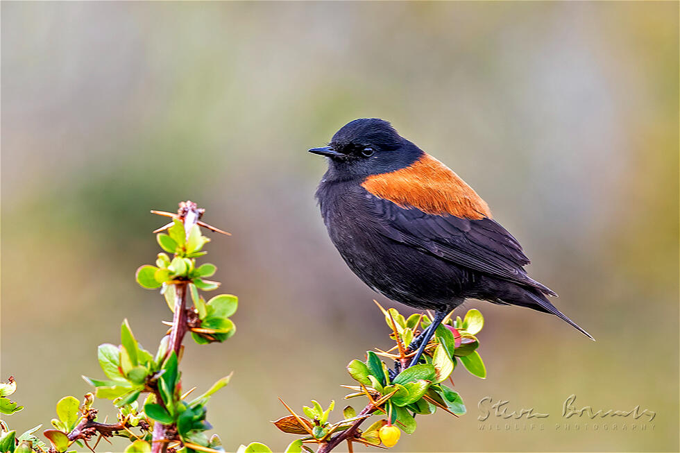 Austral Negrito (Lessonia rufa)