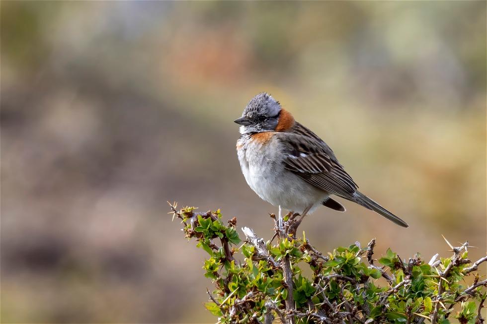 Rufous-collared Sparrow (Zonotrichia capensis)