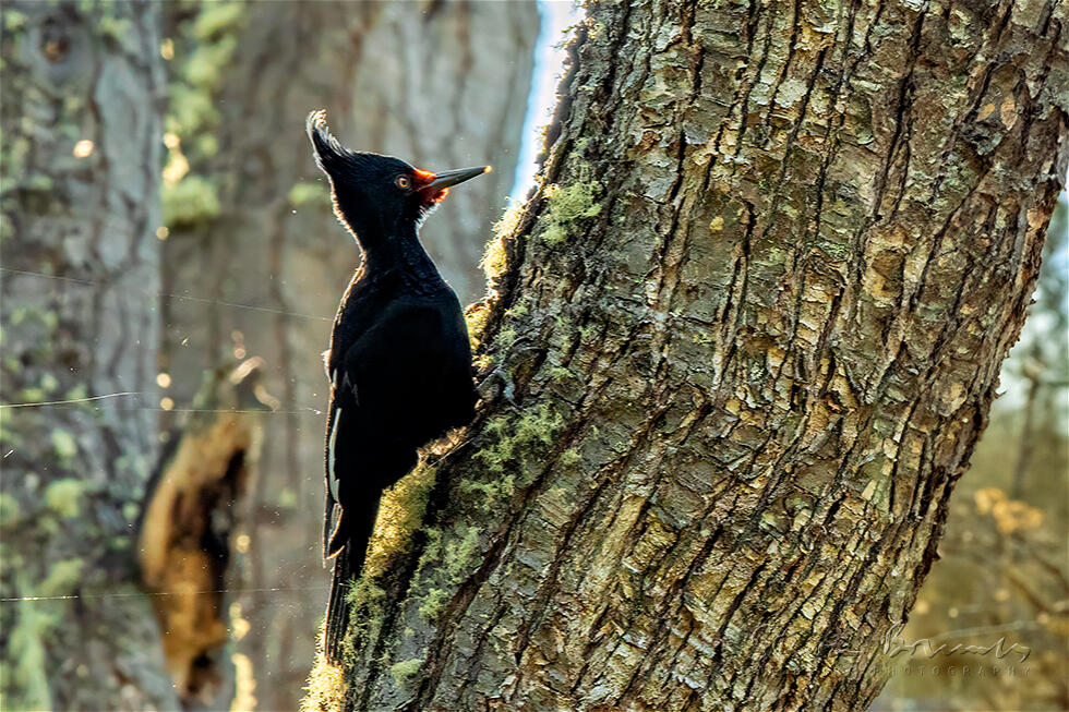 Magellanic Woodpecker (Campephilus magellanicus)