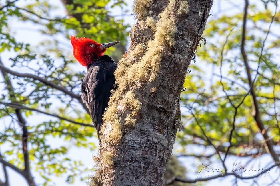 Magellanic Woodpecker (Campephilus magellanicus)
