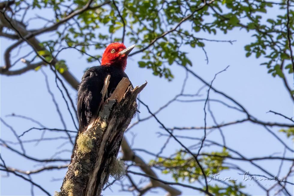 Magellanic Woodpecker (Campephilus magellanicus)