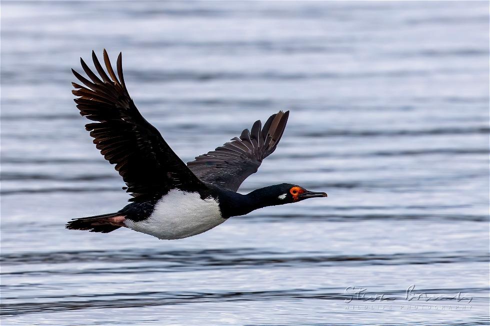 Rock Shag (Phalacrocorax magellanicus)