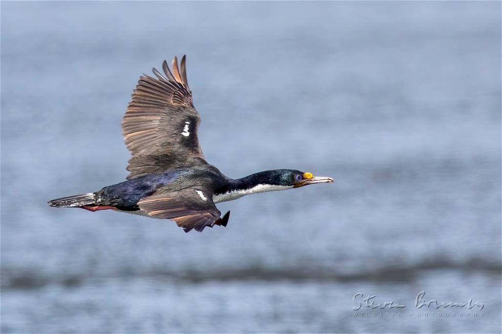 Imperial Shag (Leucocarbo atriceps)