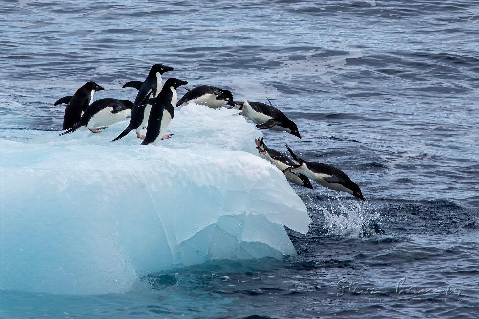 Ad&eacute;lie Penguin (Pygoscelis adeliae)