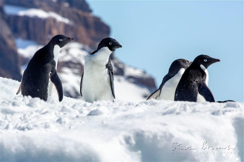Ad&eacute;lie Penguin (Pygoscelis adeliae)