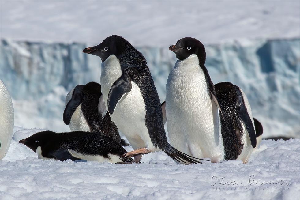 Ad&eacute;lie Penguin (Pygoscelis adeliae)