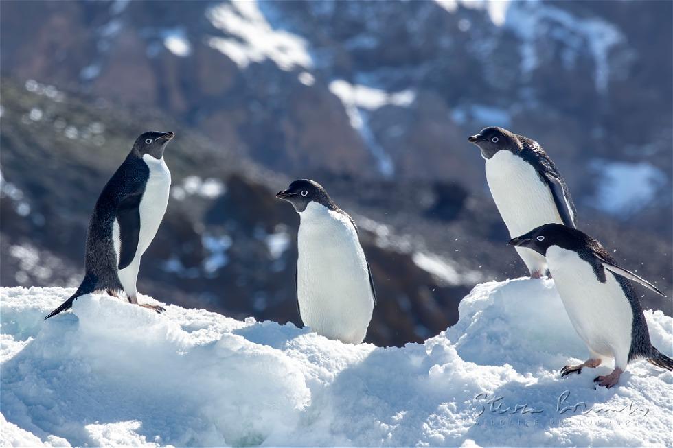 Ad&eacute;lie Penguin (Pygoscelis adeliae)