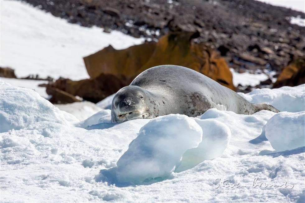 Leopard Seal (Hydrurga leptonyx)