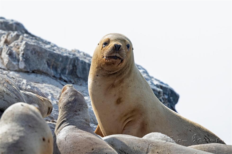 South American Sea Lion (Otaria flavescens)