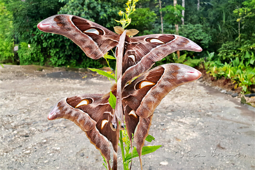 Hercules Moth (Coscinocera hercules)