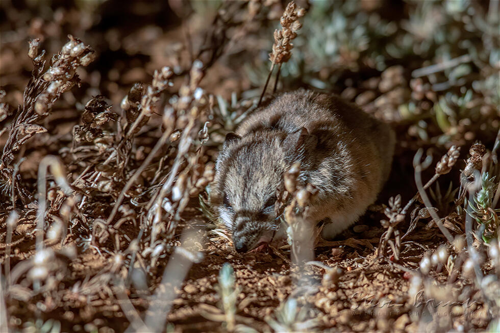 Fat-Tailed Dunnart (Sminthopsis crassicaudata)