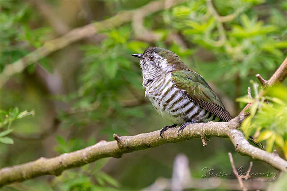 Shining Bronze Cuckoo (Chrysococcyx lucidus)