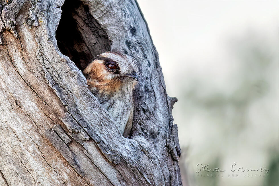 Australian Owlet-nightjar (Aegotheles cristatus)