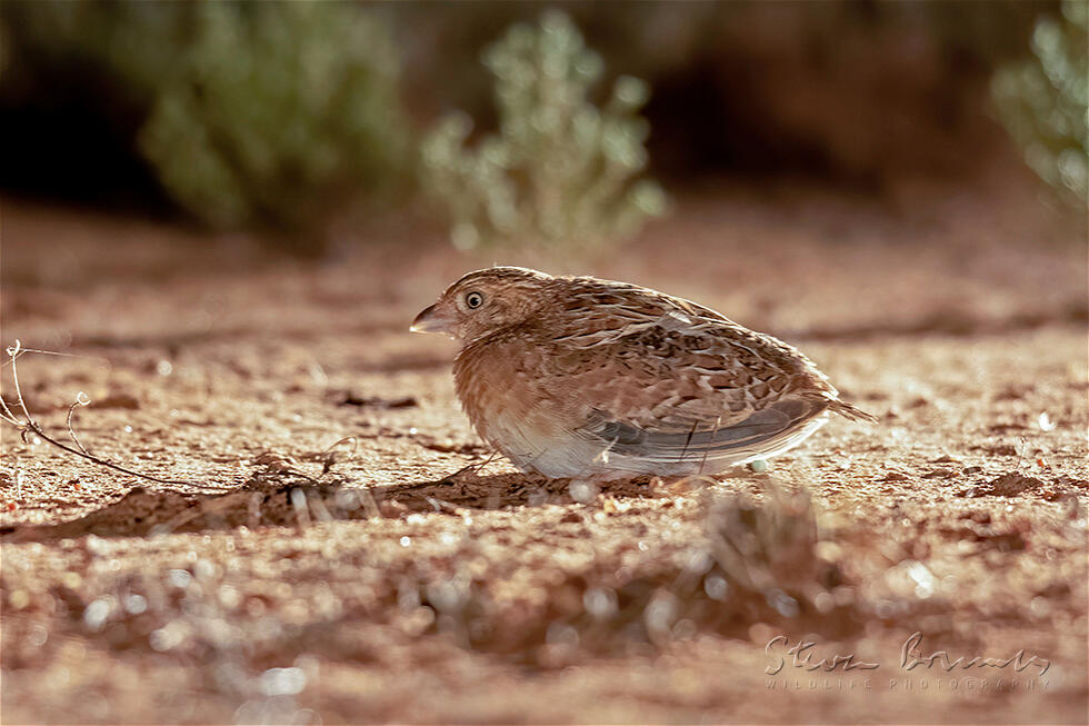 Little Buttonquail (Turnix velox)