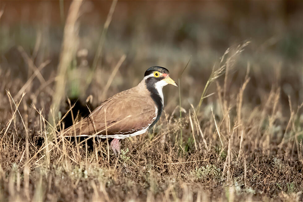 Banded Lapwing (Vanellus tricolor)