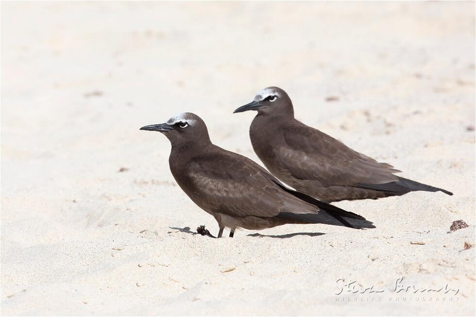 Brown Noddy (Anous stolidus)