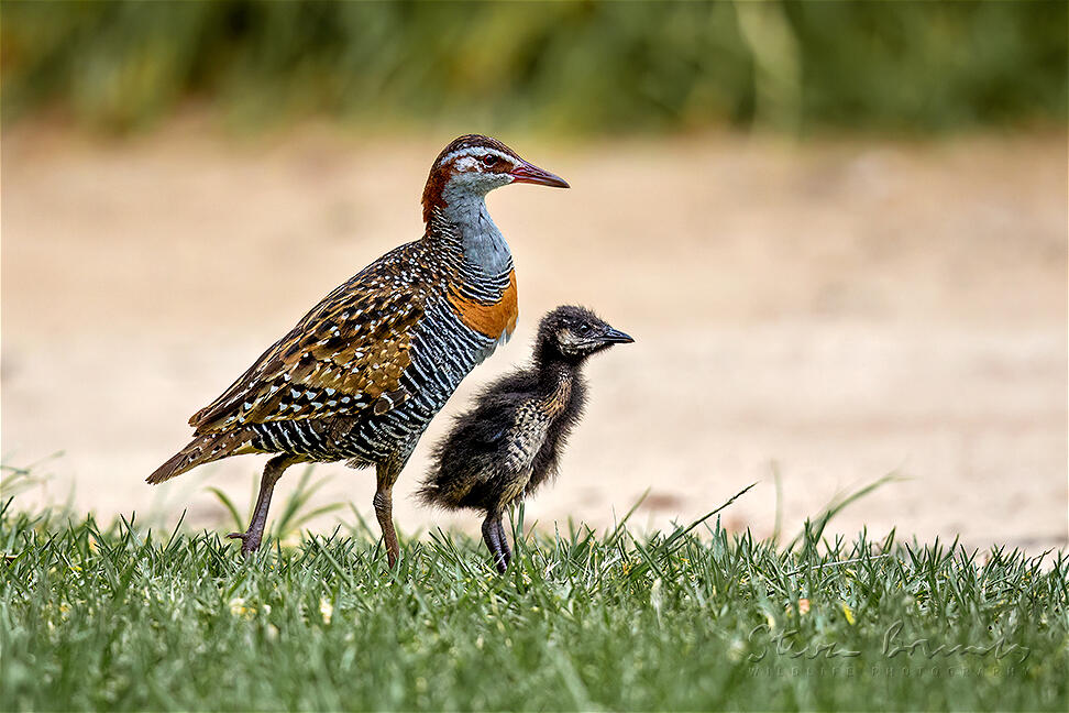 Buff-banded Rail (Gallirallus philippensis)