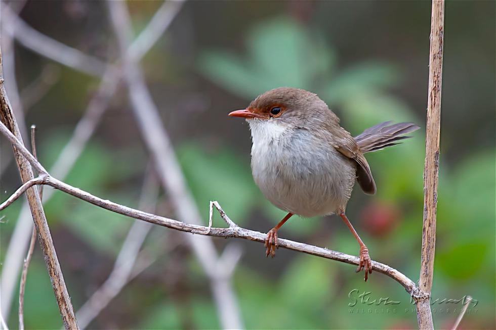 Superb Fairywren (Malurus cyaneus)