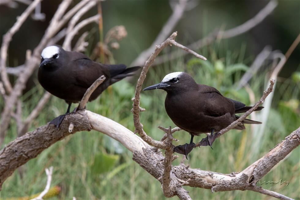 Black Noddy (Anous minutus)