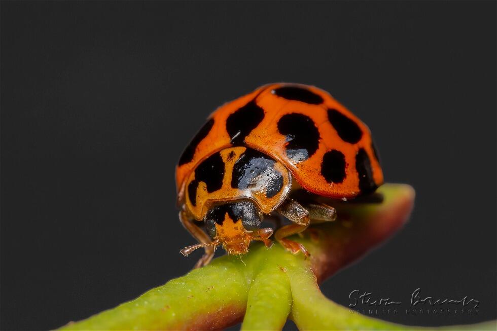 Large Spotted Ladybird (Harmonia conformis)