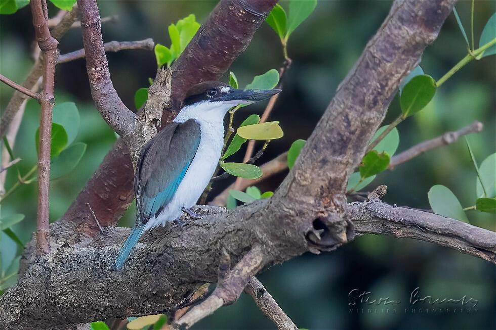 Collared Kingfisher (Todiramphus chloris)