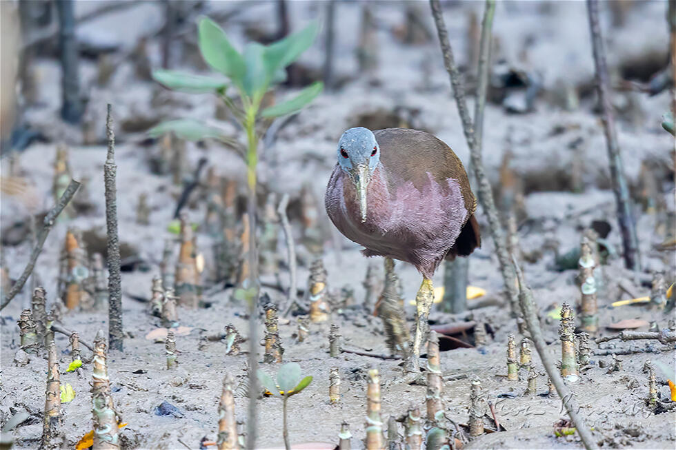 Chestnut Rail (Eulabeornis castaneoventris)