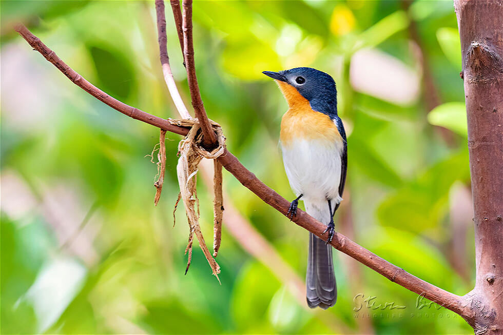 Broad-billed Flycatcher (Myiagra ruficollis)
