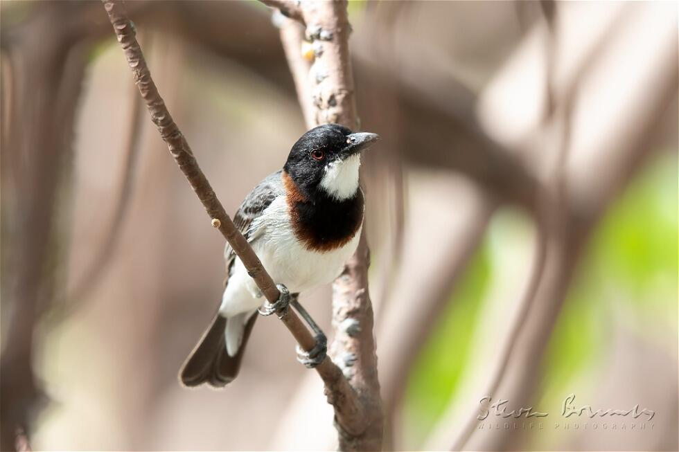 White-breasted Whistler (Pachycephala lanioides)